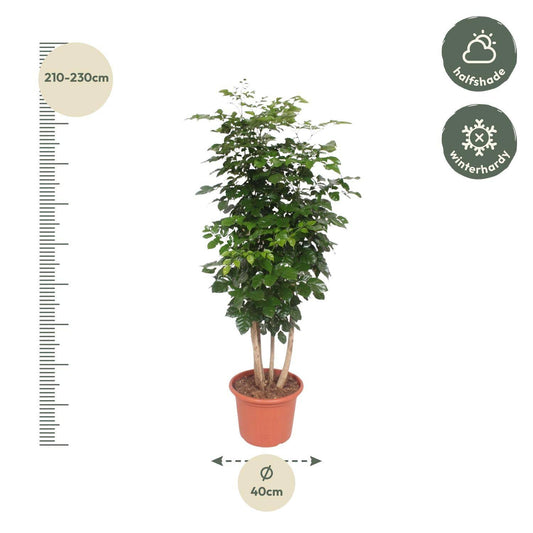 Radermachera hainanensis – 190 cm – Ø40 - Botanic-Vibes