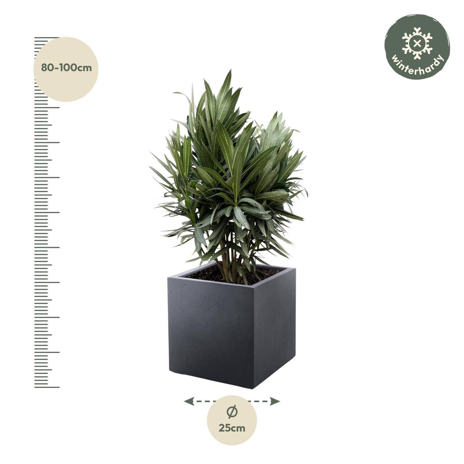 Nerium oleander Strauch mit roter Blüte – 70 cm – Ø19 - Botanic-Vibes