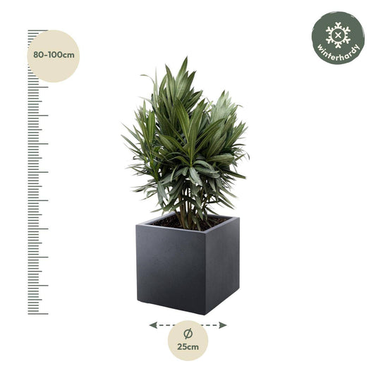 Nerium oleander Strauch mit roter Blüte – 70 cm – Ø19 - Botanic-Vibes
