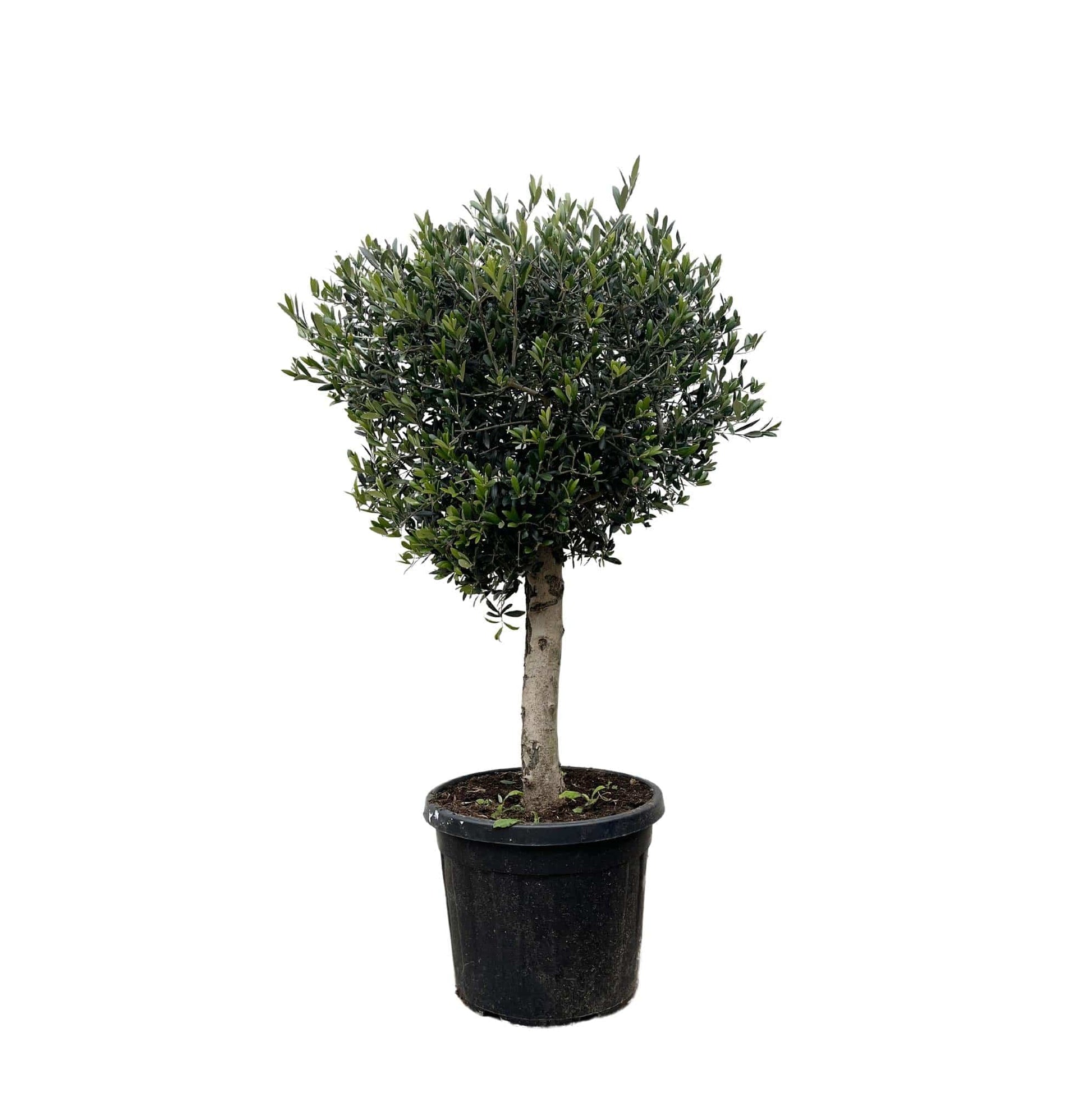 Olea europaea Lorc – 180 cm – Ø50 - Botanic-Vibes