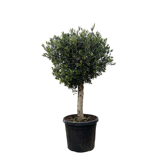 Olea europaea Lorc – 180 cm – Ø50 - Botanic-Vibes