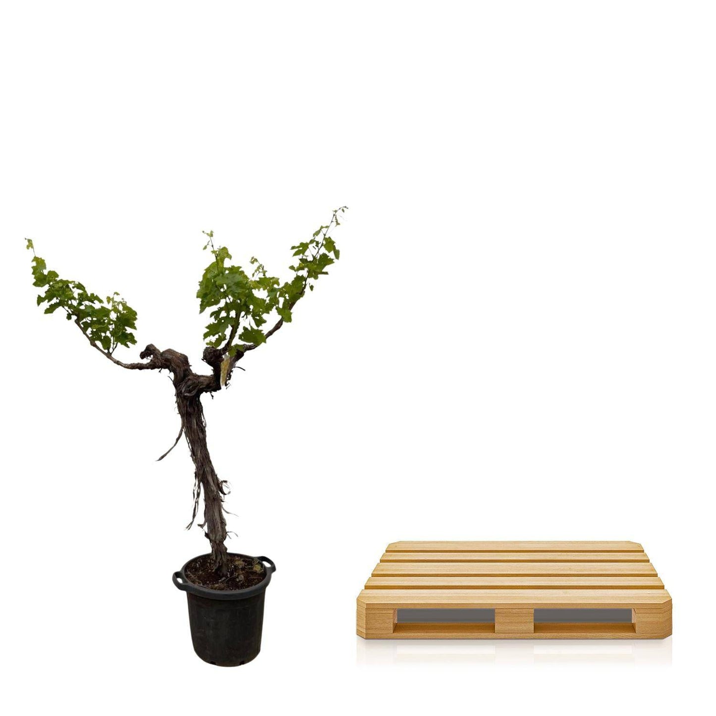 Weinbaum (Vitis vinifera) verzweigter Stamm – 220 cm – Ø55 - Botanic-Vibes