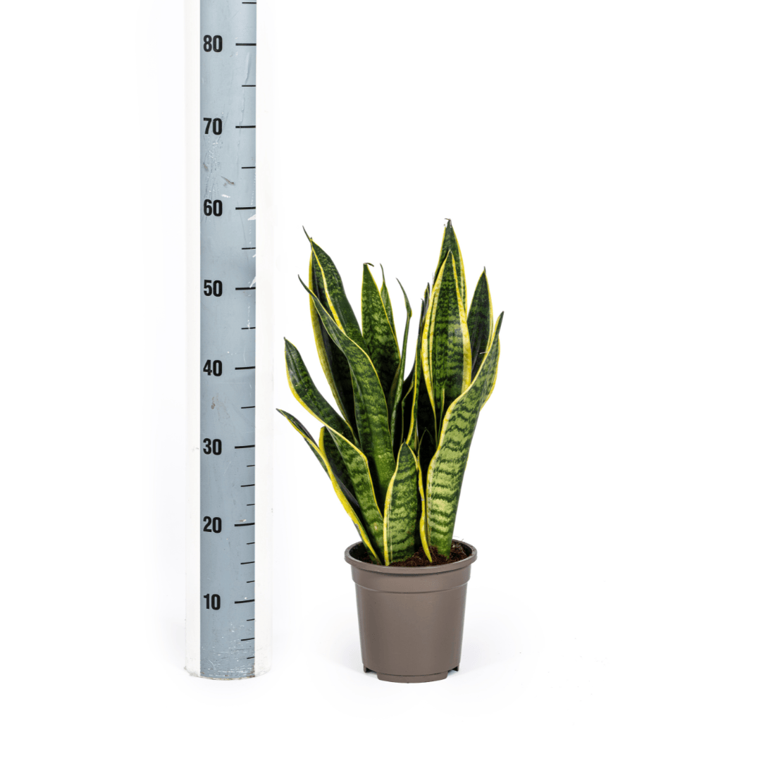 Sansevieria Trifasciata Futura Superba Ø17cm - ↕45 - 55cm - Botanic-Vibes
