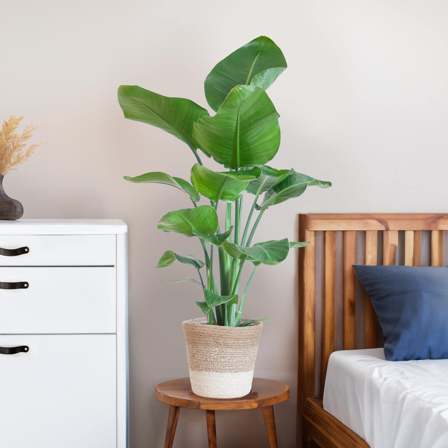 Strelitzia Nicolai met Lissabon mand wit - 80cm - Ø19 - Botanic-Vibes