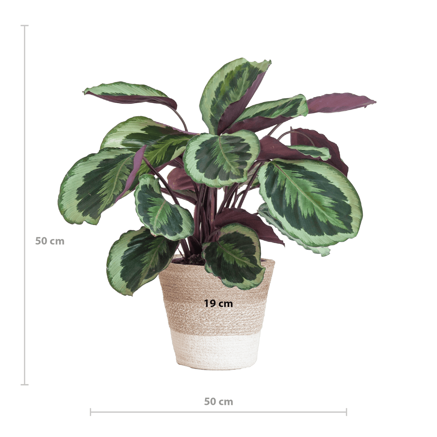 Calathea Medaillon mit weißem Lissabon-Korb - 65cm - Ø19 - Botanic-Vibes