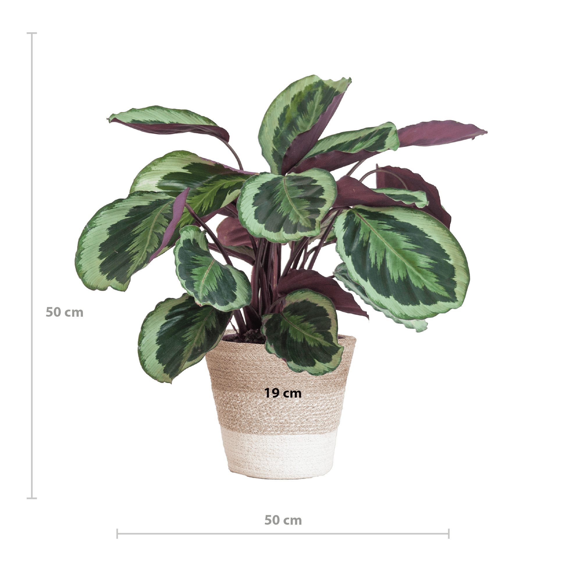 Calathea Medaillon mit weißem Lissabon-Korb - 65cm - Ø19 - Botanic-Vibes
