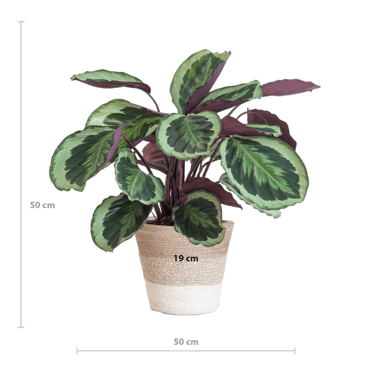 Calathea Medaillon mit weißem Lissabon-Korb - 65cm - Ø19 - Botanic-Vibes