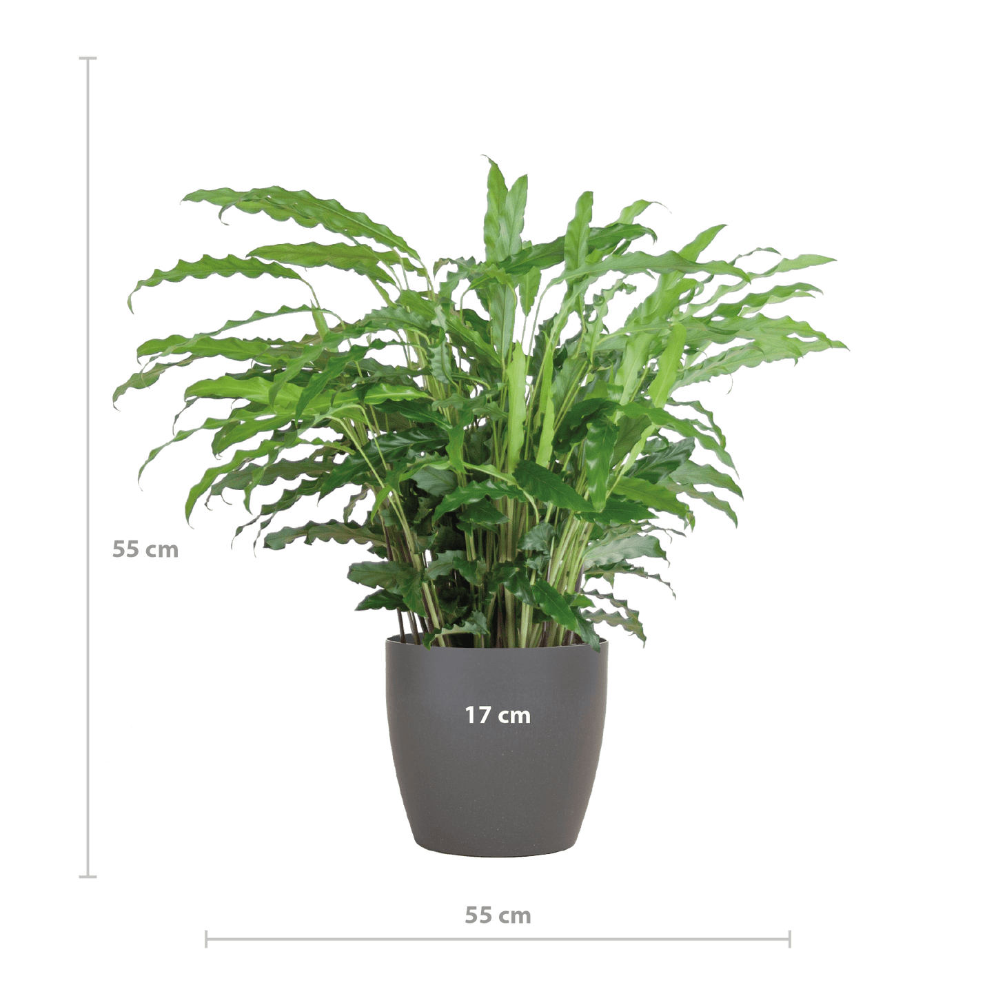Calathea Rufibarba mit Viber Grau - 55cm - Ø17 - Botanic-Vibes
