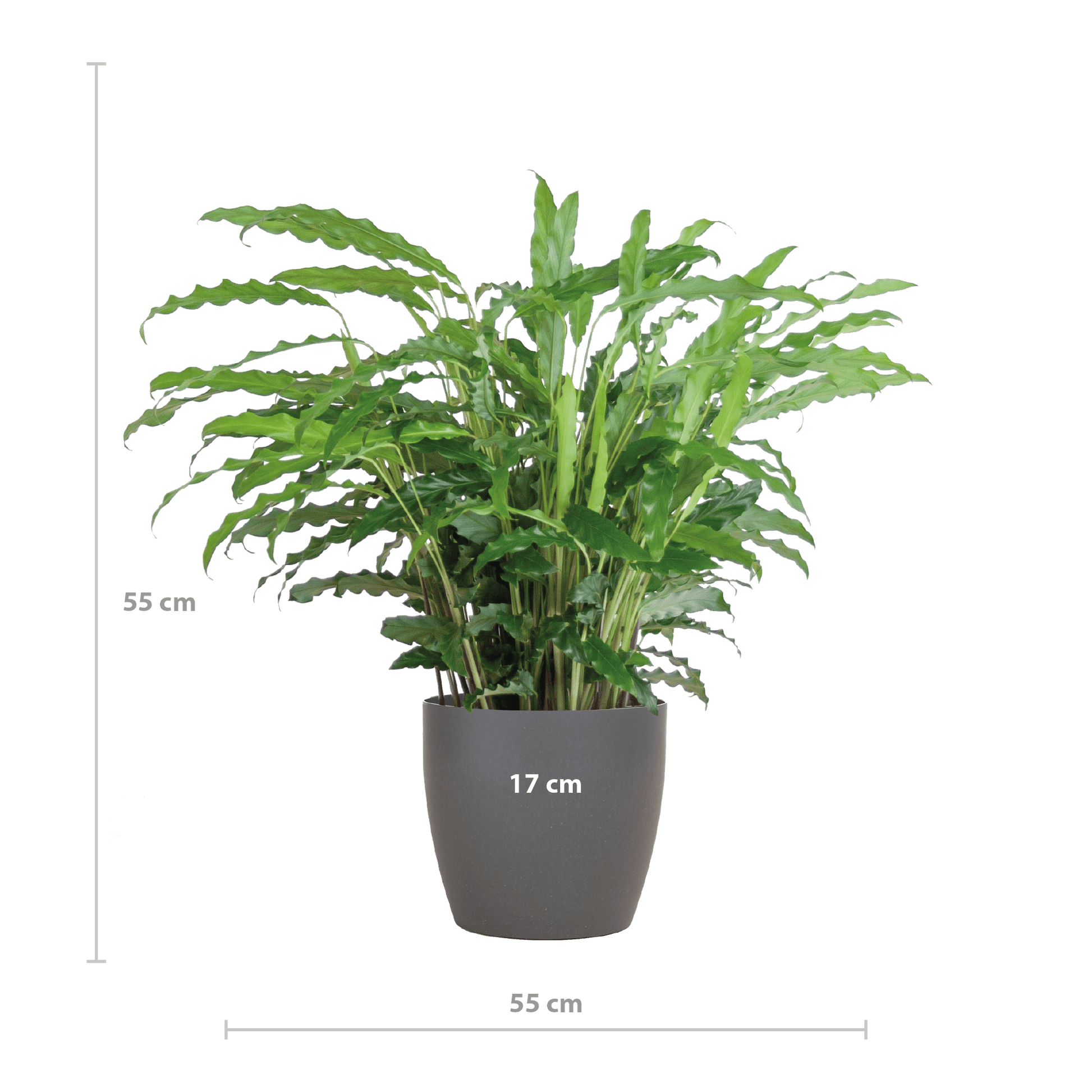 Calathea Rufibarba mit Viber Grau - 55cm - Ø17 - Botanic-Vibes