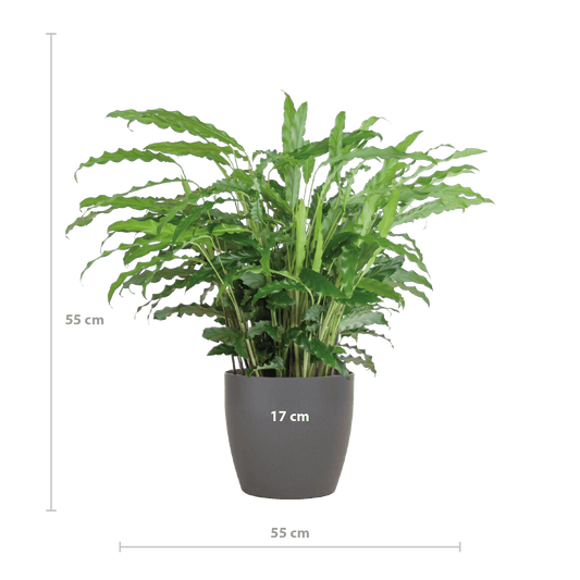 Calathea Rufibarba mit Viber Grau - 55cm - Ø17 - Botanic-Vibes