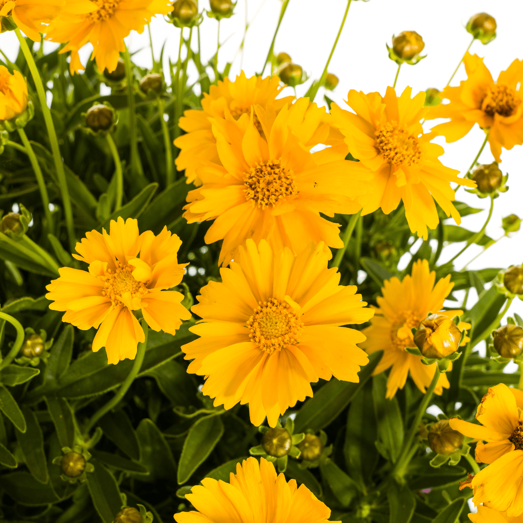 Coreopsis grandiflora Ø19cm - ↕50 - 60cm - Botanic-Vibes