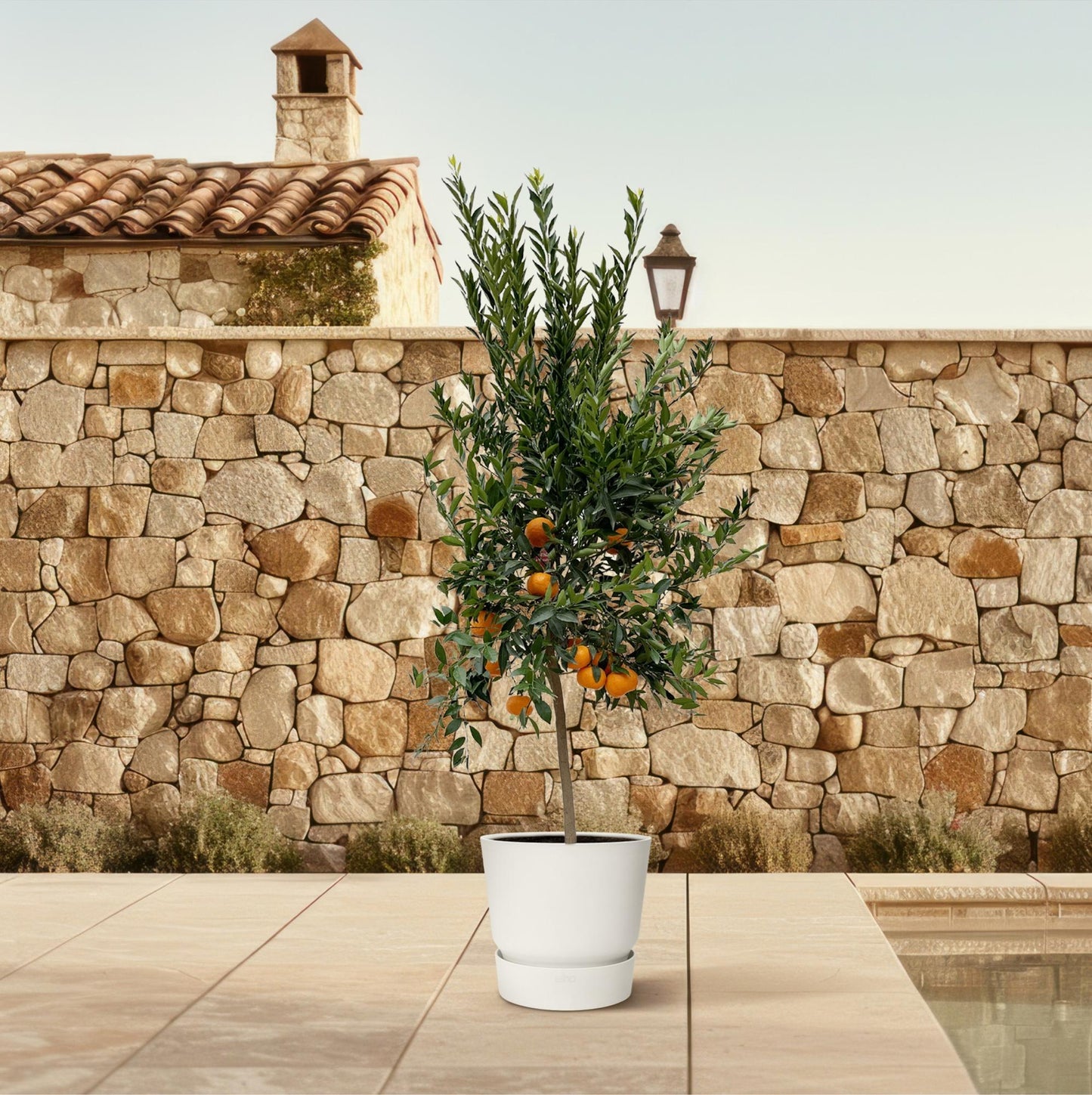 Citrus Mandarino – 200 cm – Ø40
