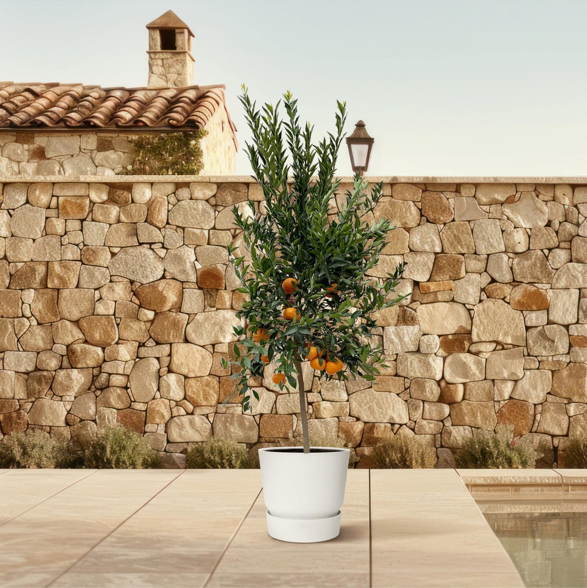 Citrus Mandarino – 200 cm – Ø40 - Botanic-Vibes