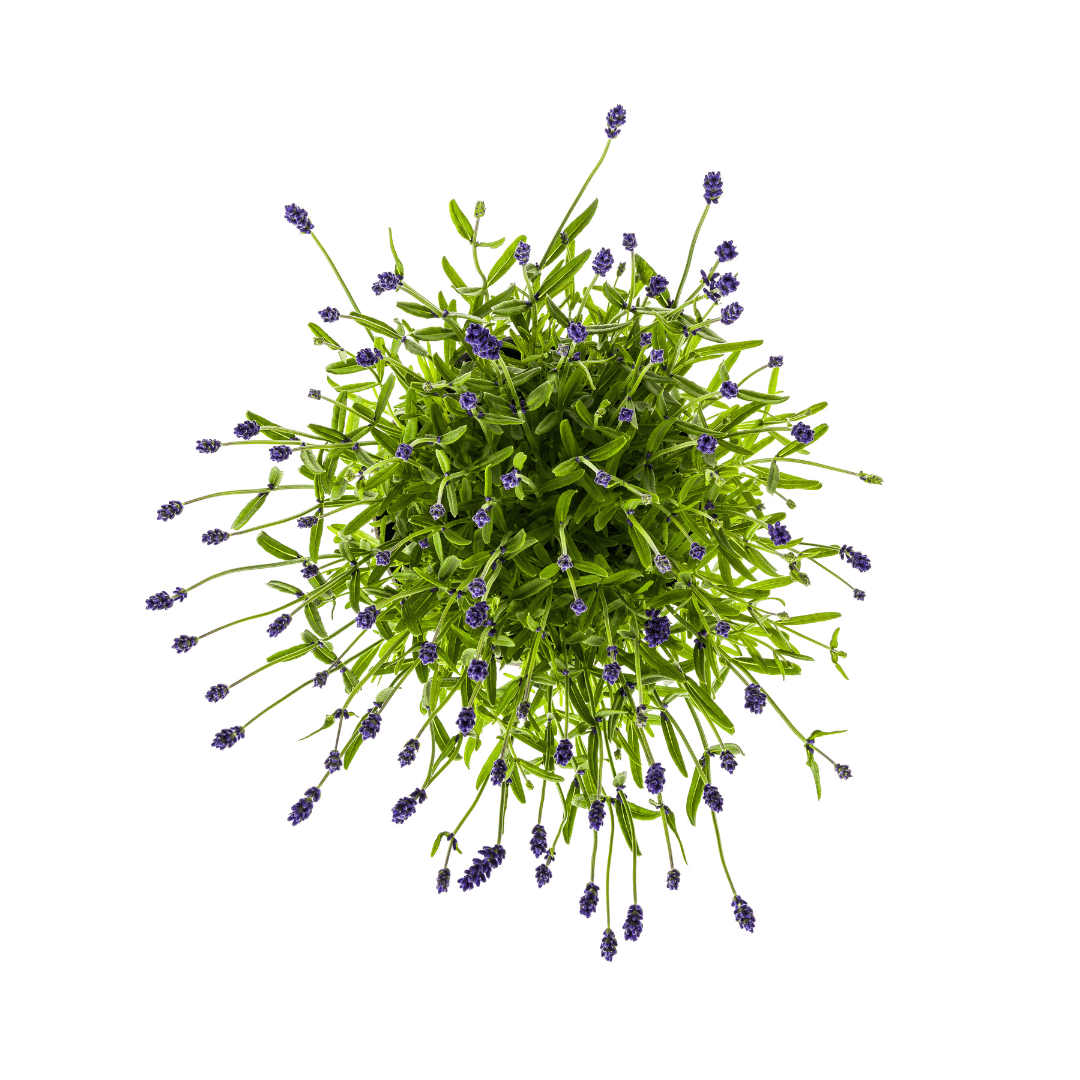 2x Lavandula angustifolia Ø19cm - ↕40 - 50cm - Botanic-Vibes