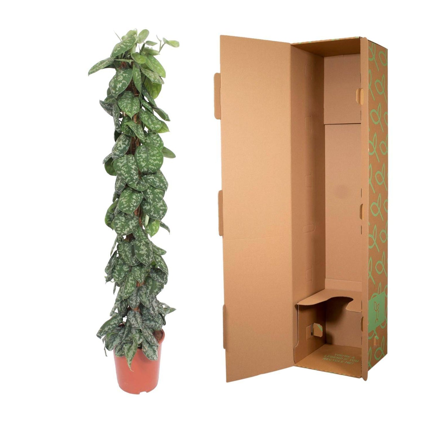Scindapsus pictus Trebie – mit Moosstab – 160 cm – Ø30 - Botanic-Vibes