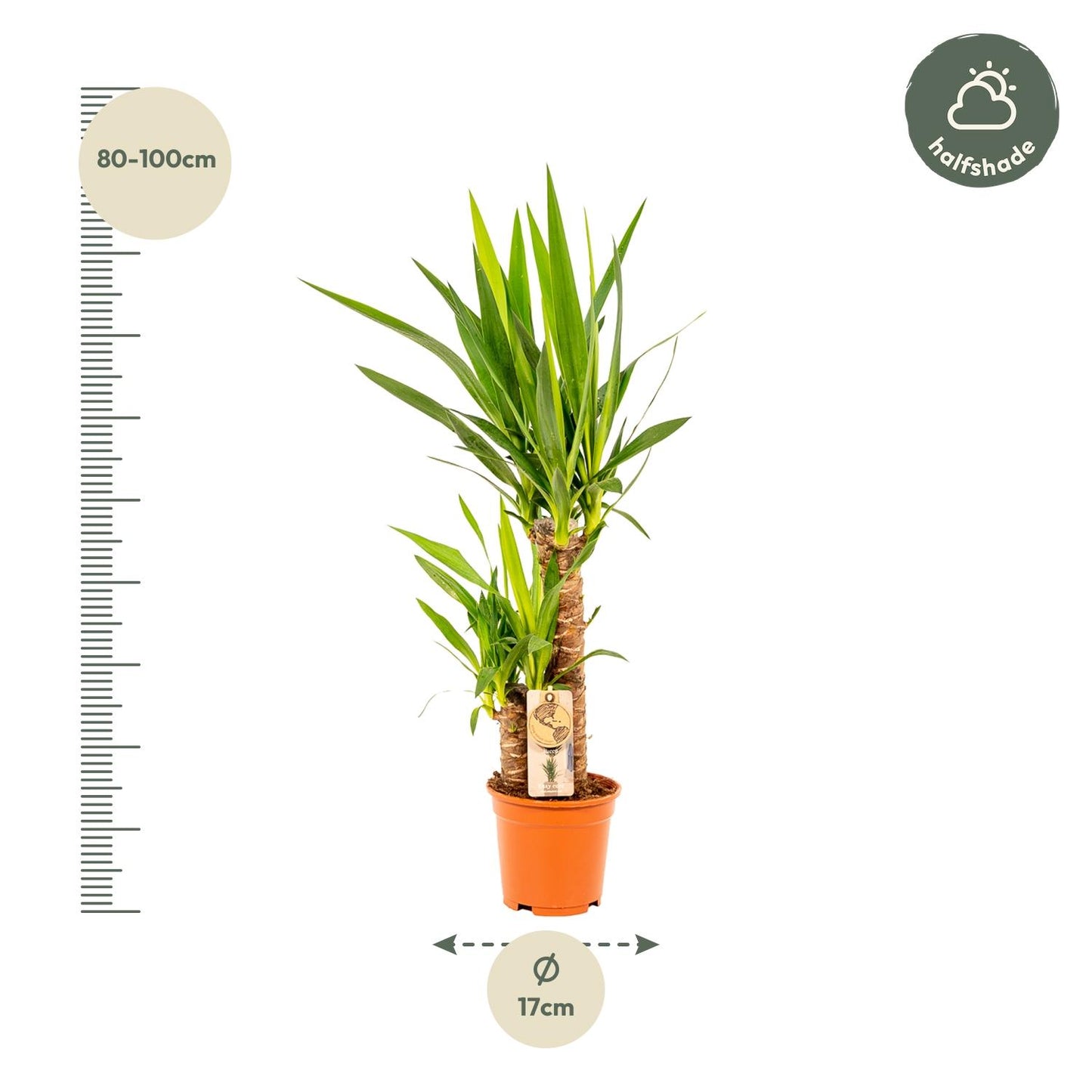 Yucca – Ø17cm – 90cm