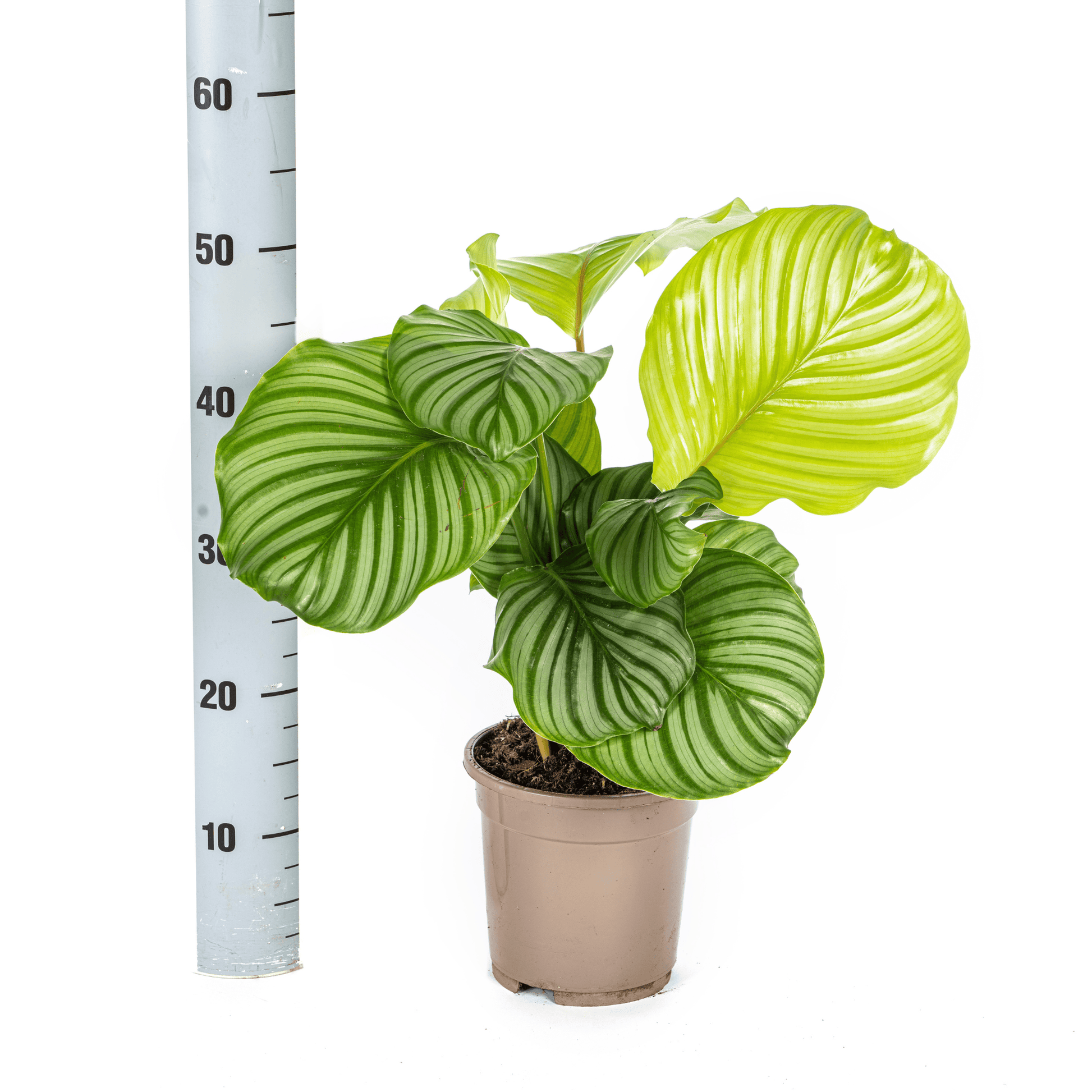 Calathea Orbifolia Ø17cm - ↕40 - 50cm - Botanic-Vibes