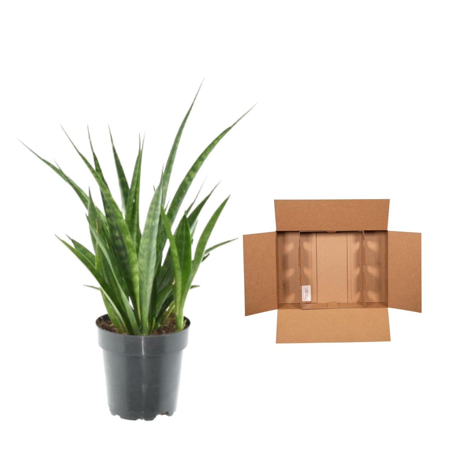 3x Sansevieria kirkii – 38 cm – Ø12