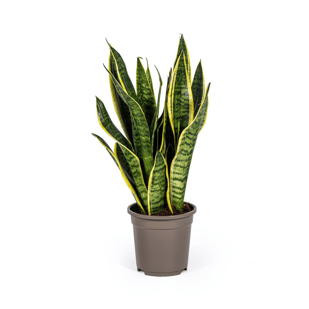 Sansevieria Trifasciata Futura Superba Ø17cm - ↕45 - 55cm - Botanic-Vibes