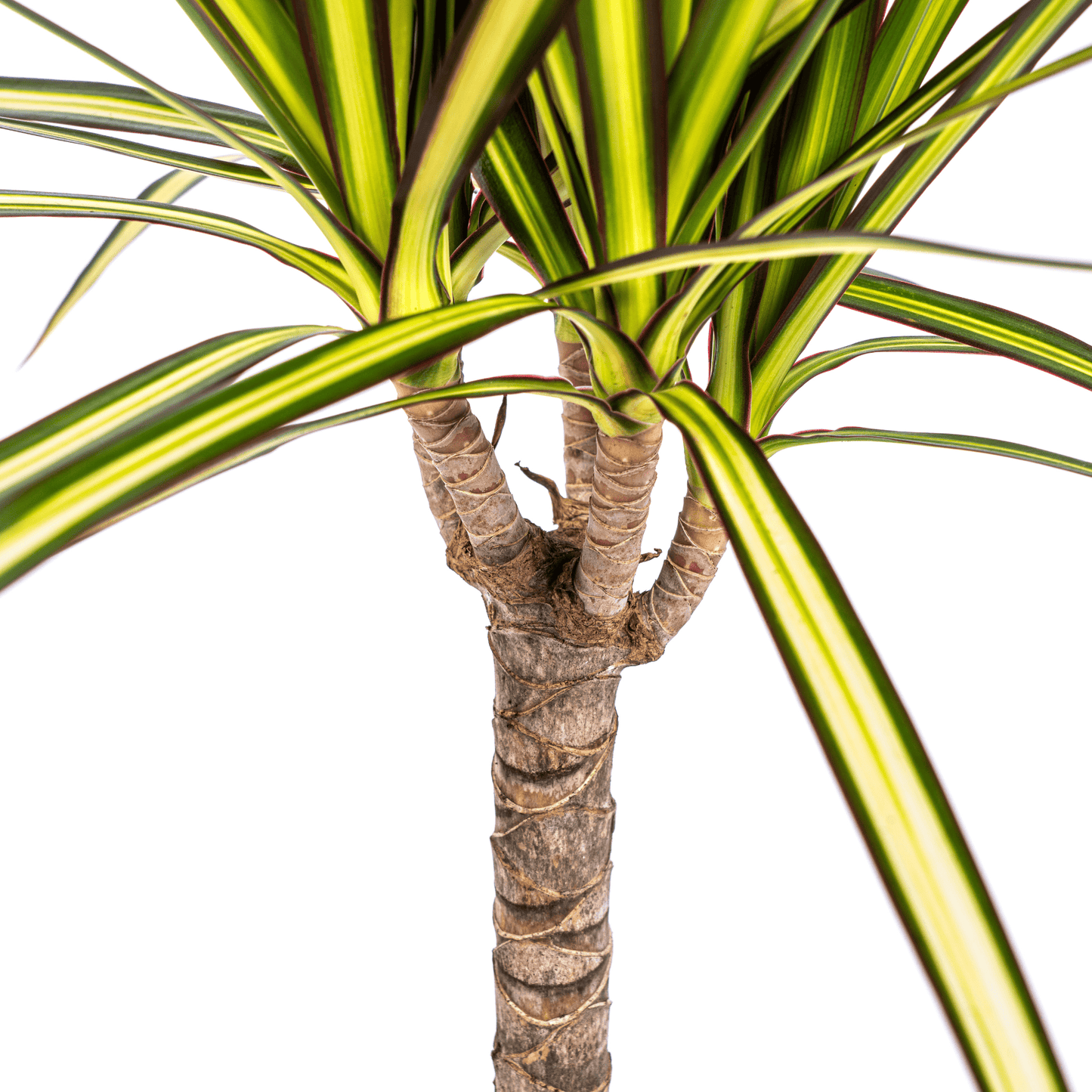 Dracaena Marginata Sunray Ø17cm - ↕60 - 80cm - Botanic-Vibes