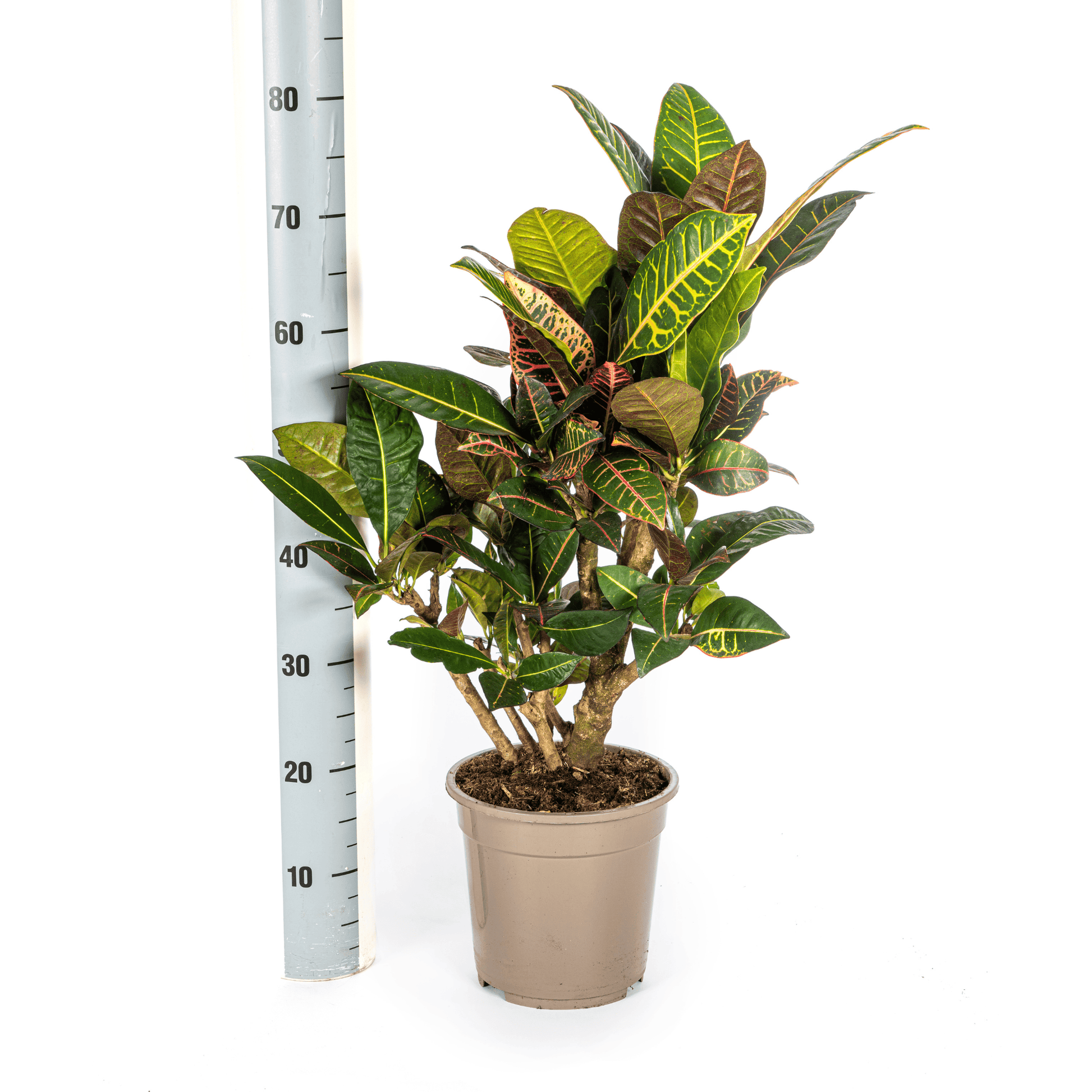 Codiaeum 'Croton' Petra Ø21cm - ↕60 - 80cm - Botanic-Vibes