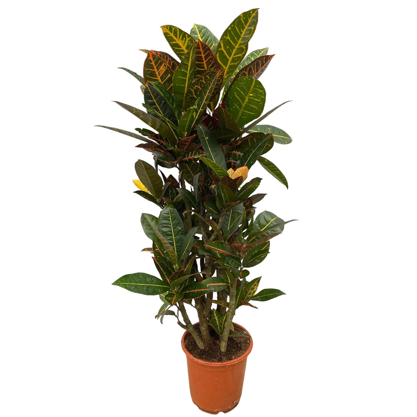 Codiaeum (Croton) Petra verzweigt – 100 cm – Ø21