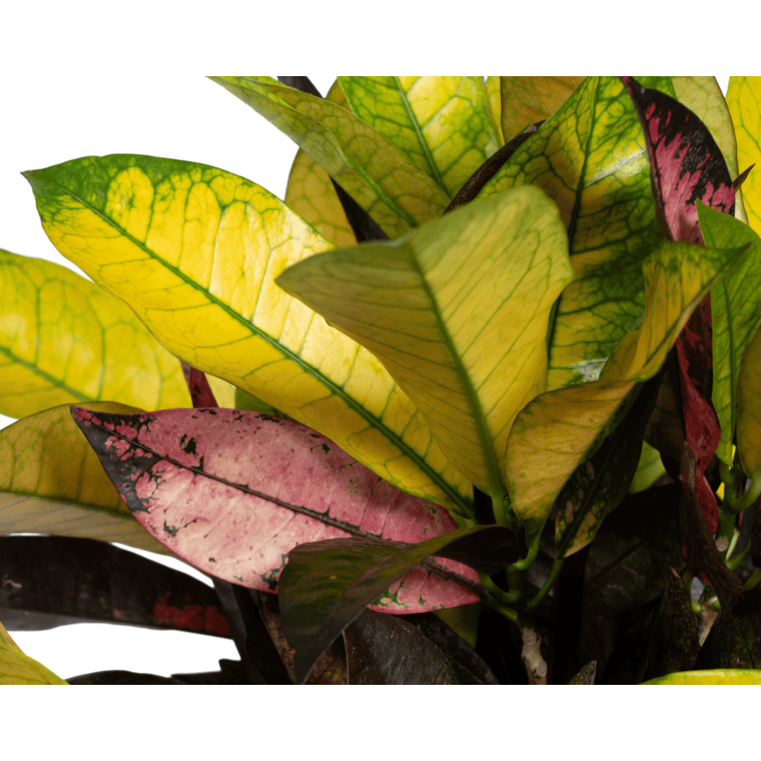Codiaeum 'Croton' Iceton Ø17cm - ↕40 - 60cm - Botanic-Vibes