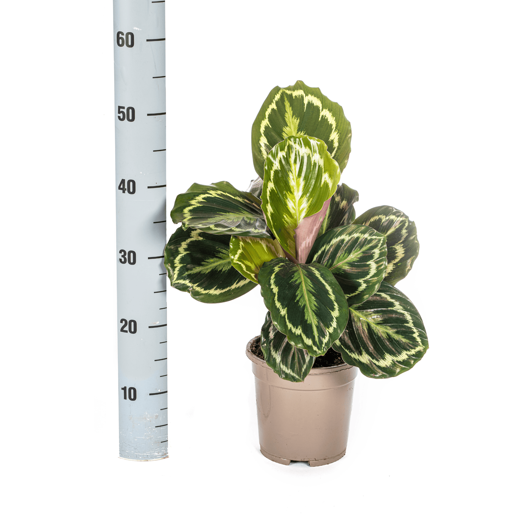 Calathea Medallion Ø17cm - ↕40 - 50cm - Botanic-Vibes