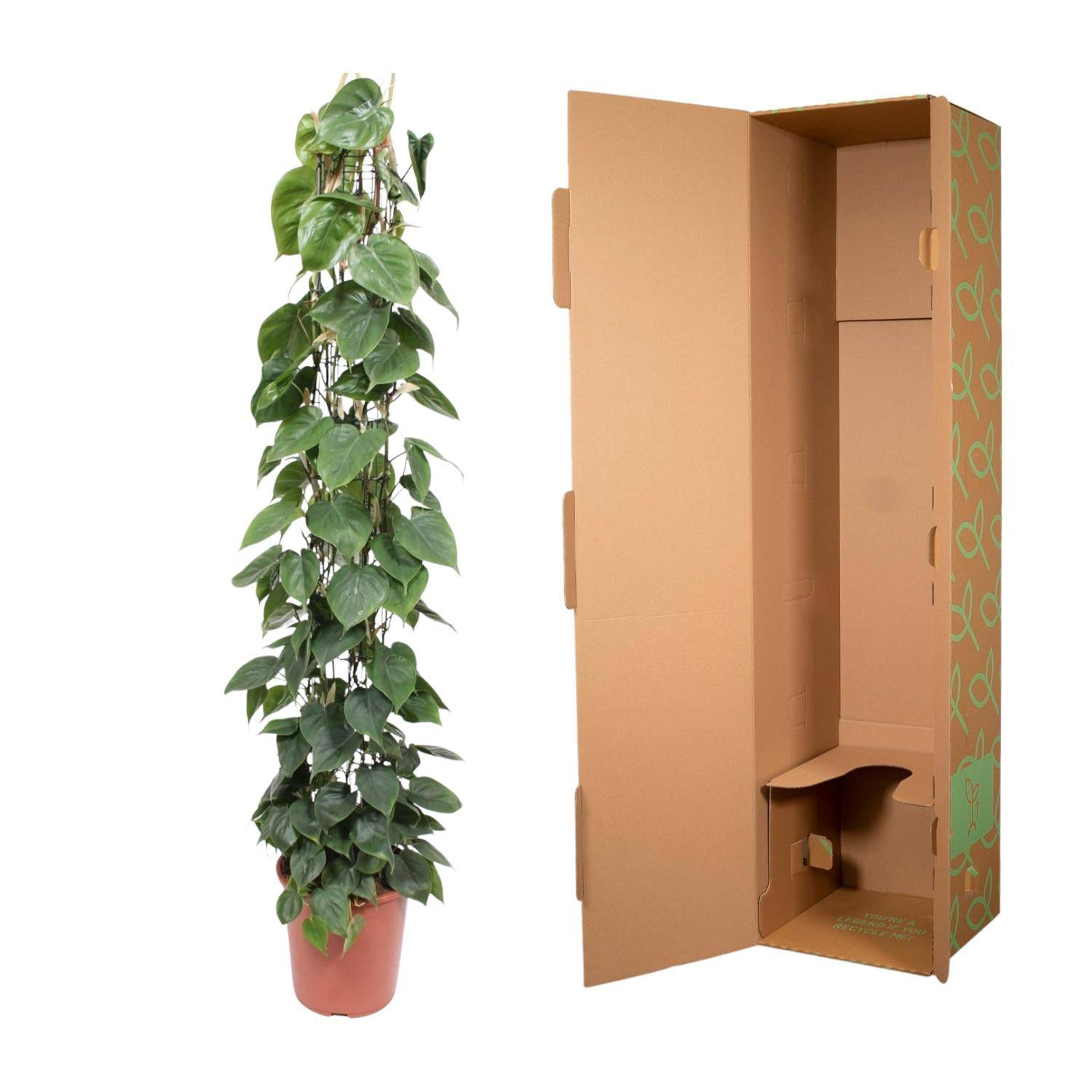 Philodendron scandens – mit Gitter – 160 cm – Ø27 - Botanic-Vibes