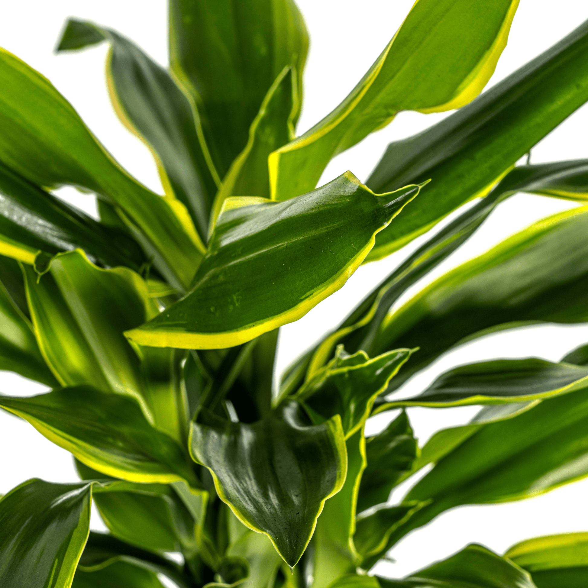 Dracaena Fragrans Golden Coast Ø21cm - ↕90 - 110cm - Botanic-Vibes