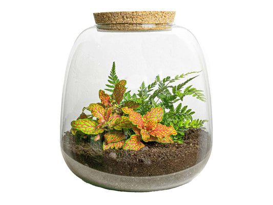 Pflanzterrarium „Emma Mini“ – DIY-Set – 20 cm – Ø19 cm – Fittonia Ruby Lime - Botanic-Vibes