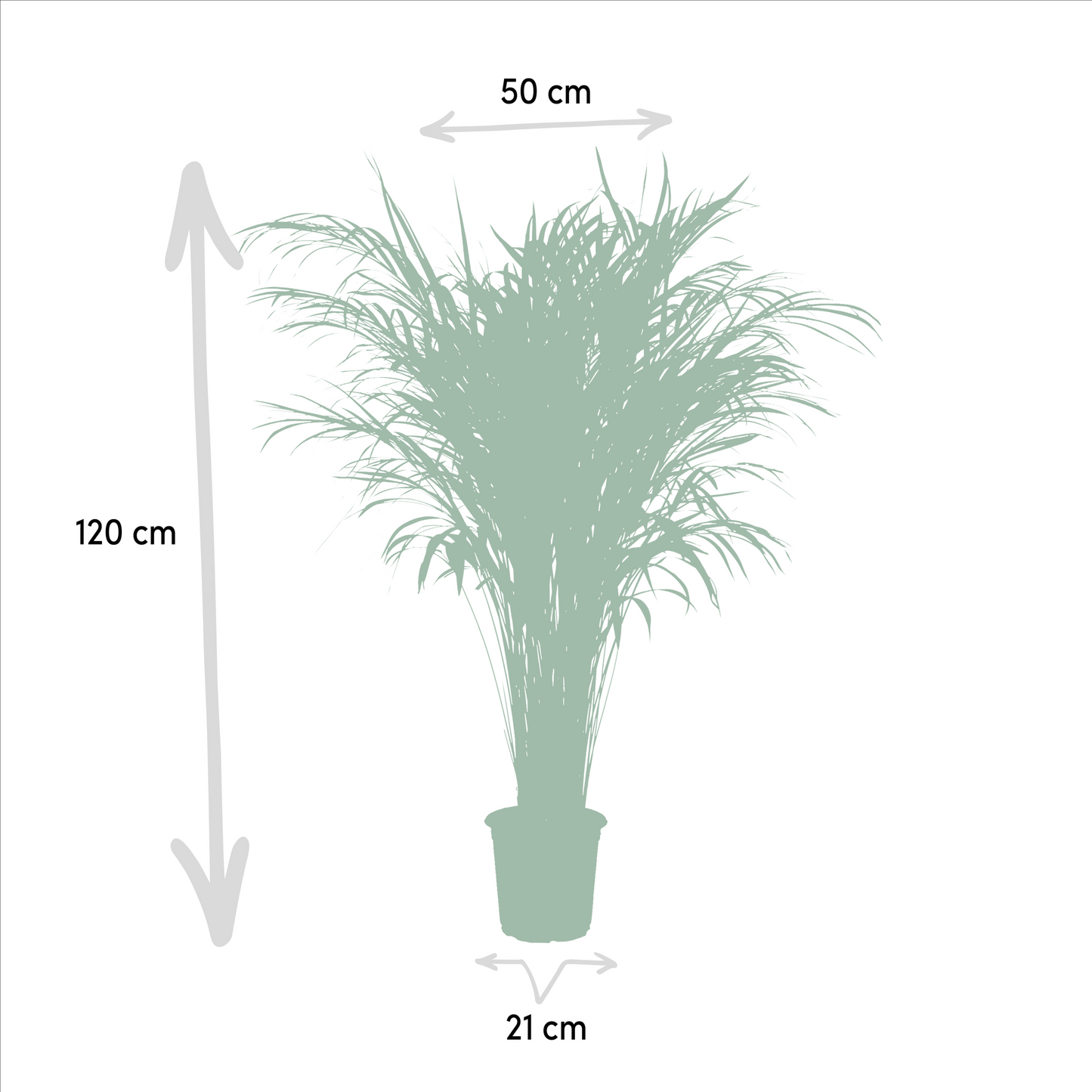 Areca-Palme – Ø21 cm – 110 cm