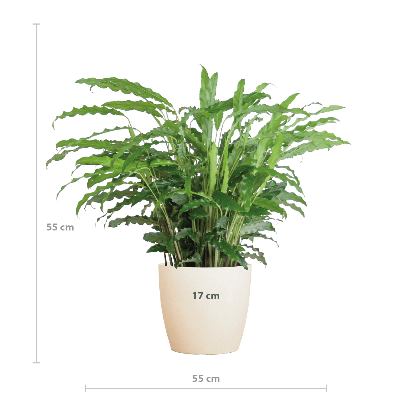 Calathea Rufibarba mit Viber weiß - 55cm - Ø17 - Botanic-Vibes