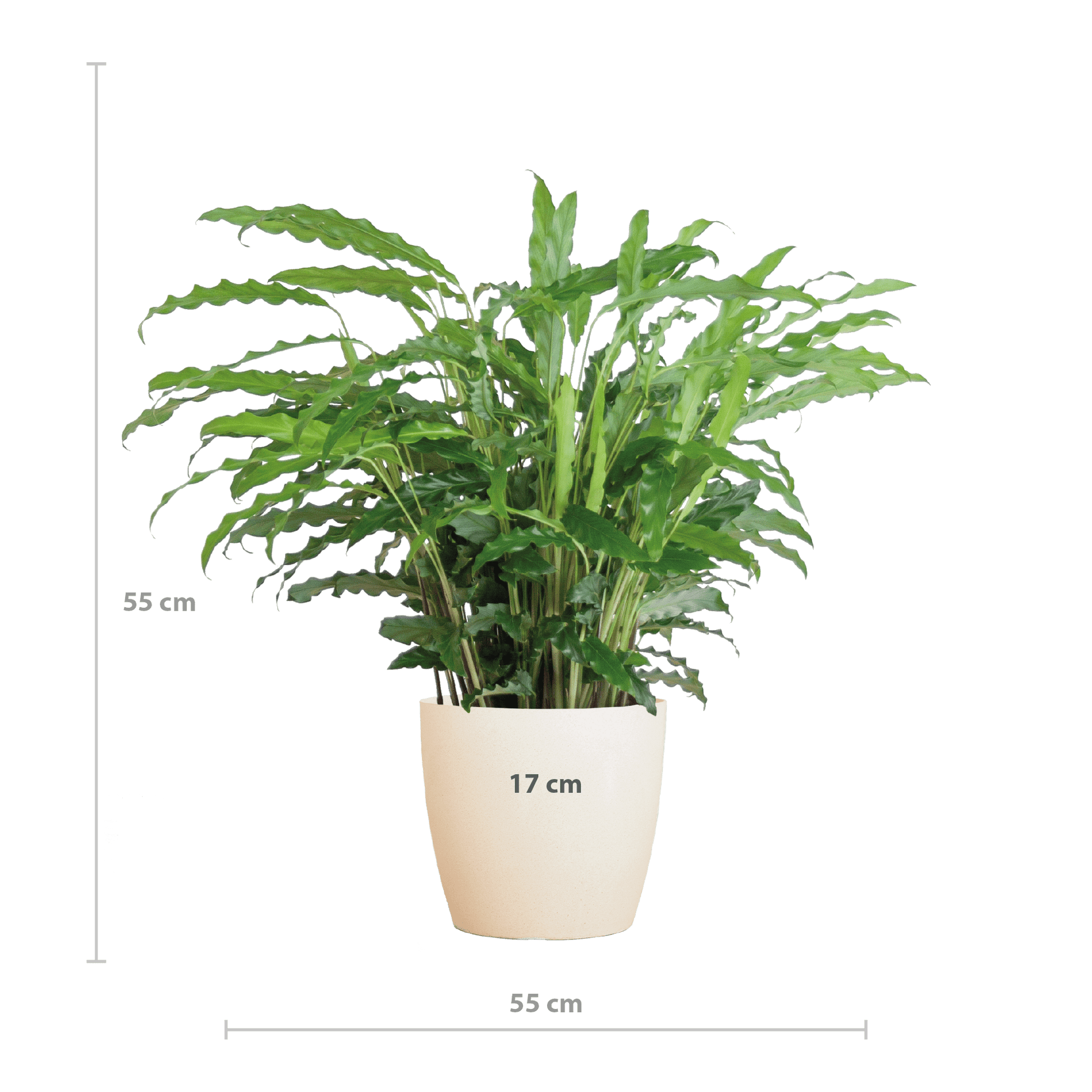 Calathea Rufibarba mit Viber weiß - 55cm - Ø17 - Botanic-Vibes