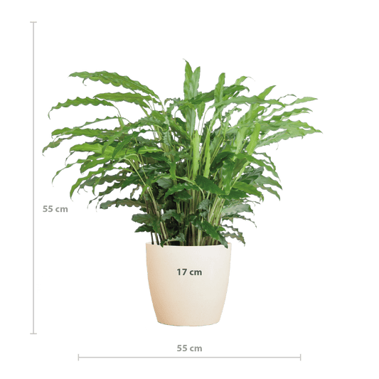 Calathea Rufibarba mit Viber weiß - 55cm - Ø17 - Botanic-Vibes