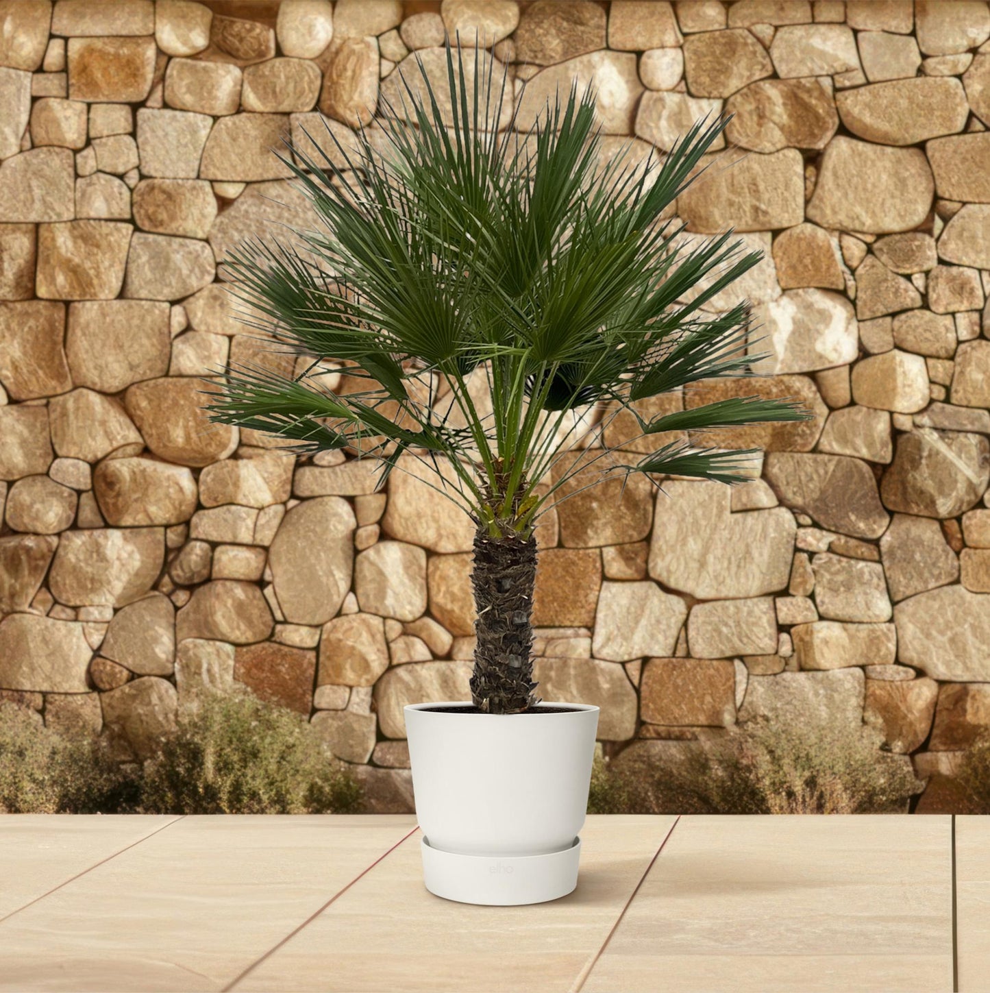 Chamaerops humilis auf Stamm – 150 cm – Ø45