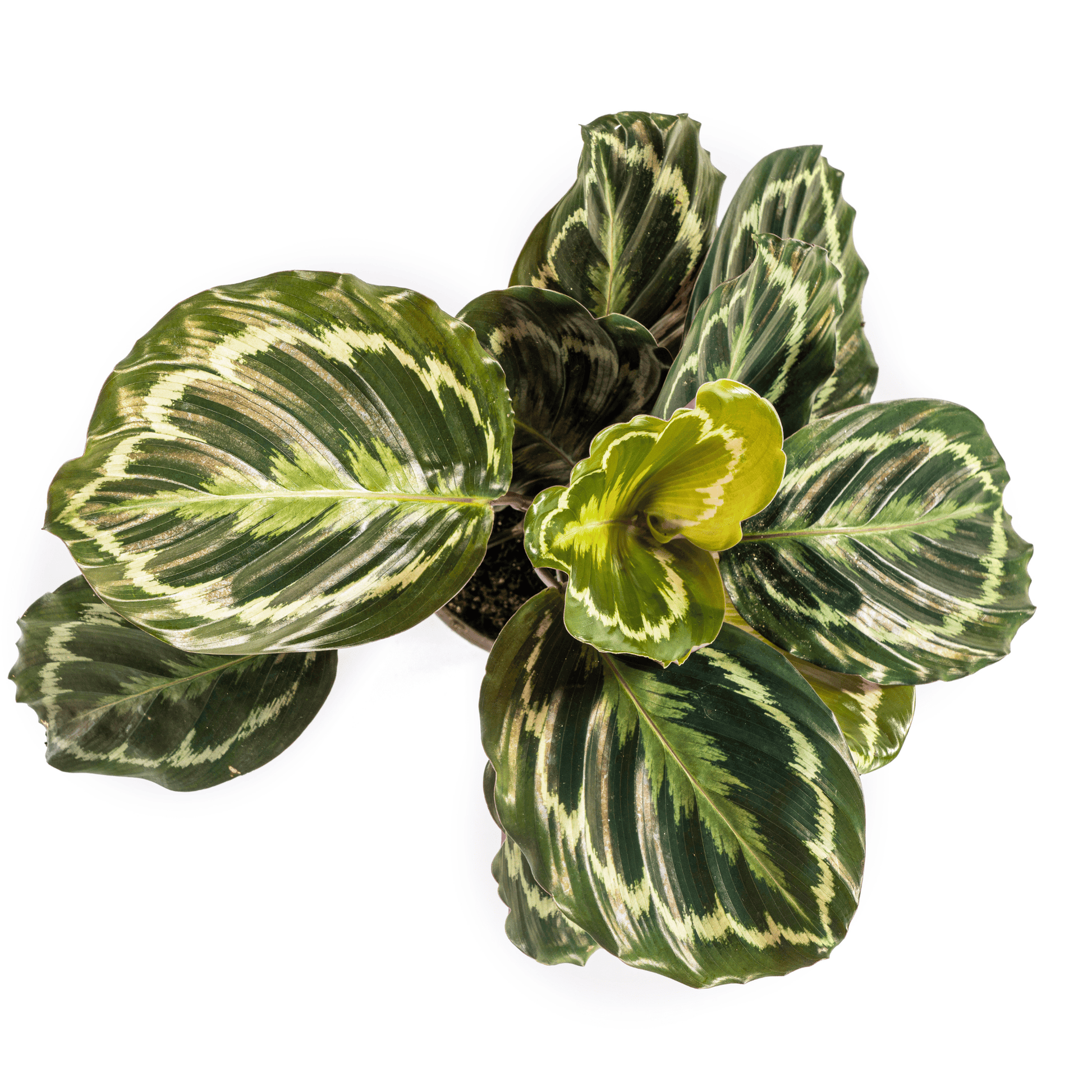 Calathea Medallion Ø17cm - ↕40 - 50cm - Botanic-Vibes