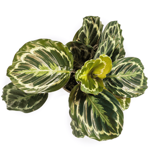 Calathea Medallion Ø17cm - ↕40 - 50cm - Botanic-Vibes