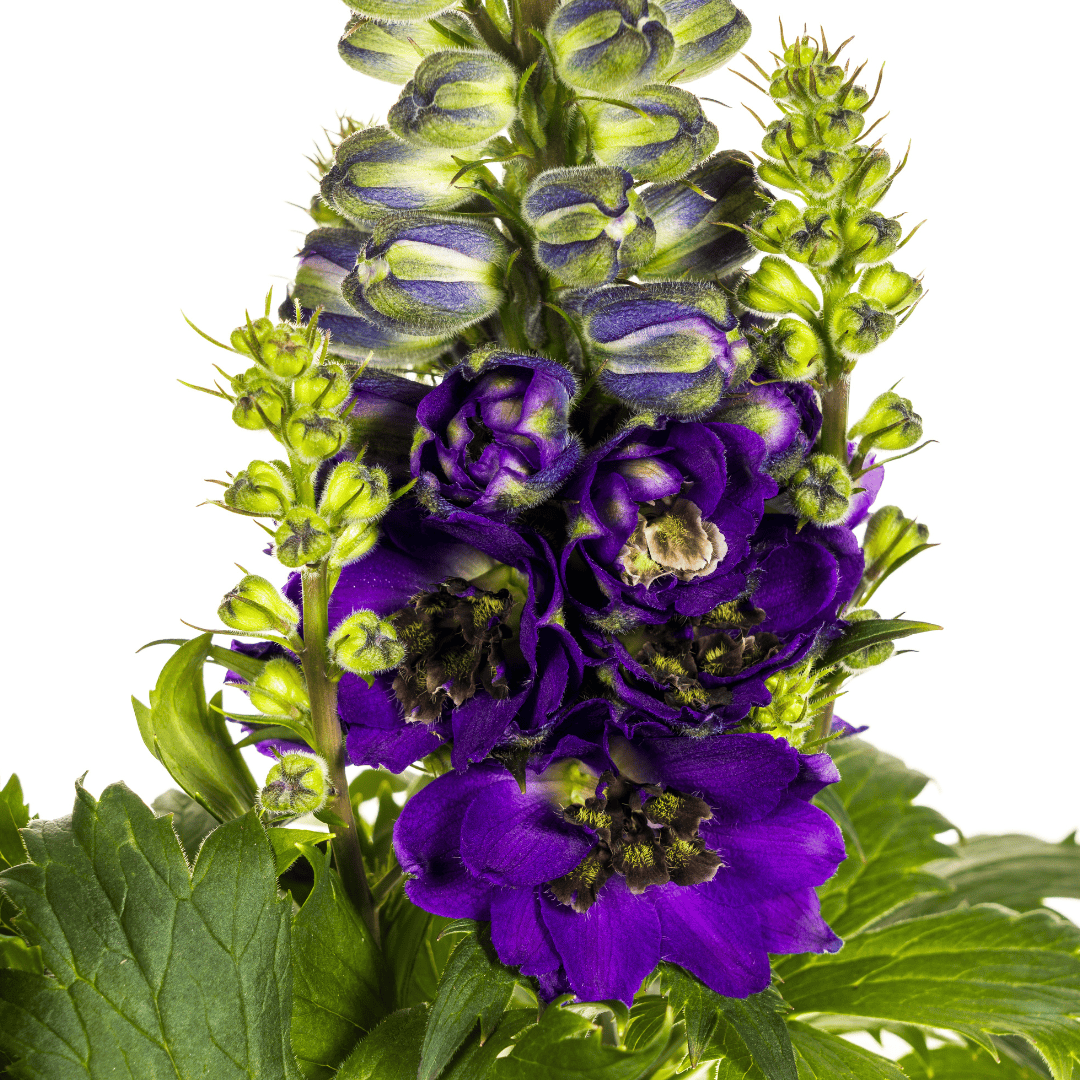Delphinium Elatum Purple Ø19cm - ↕45 - 60cm - Botanic-Vibes