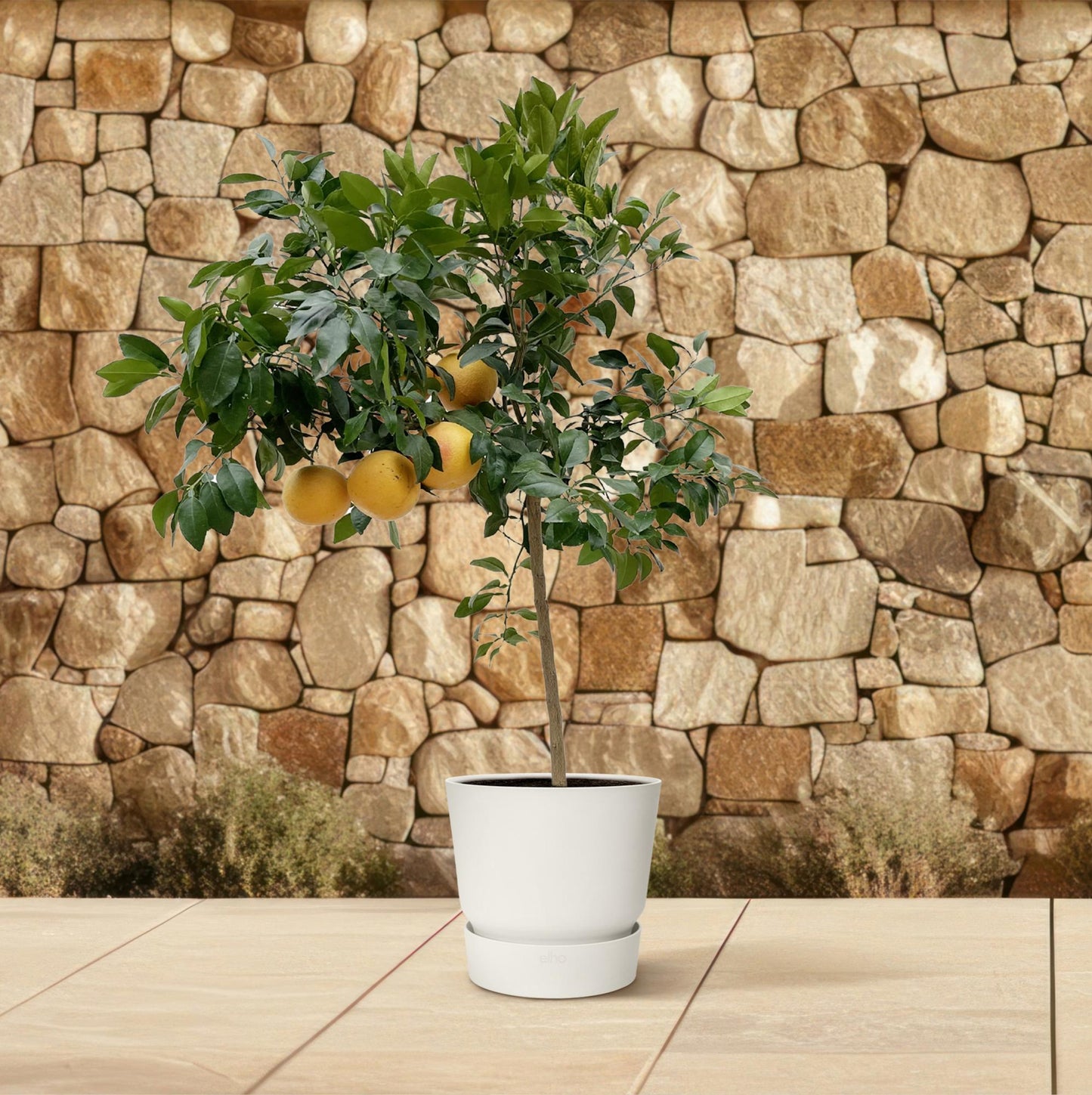 Citrus Pompelmo – 150 cm – Ø40