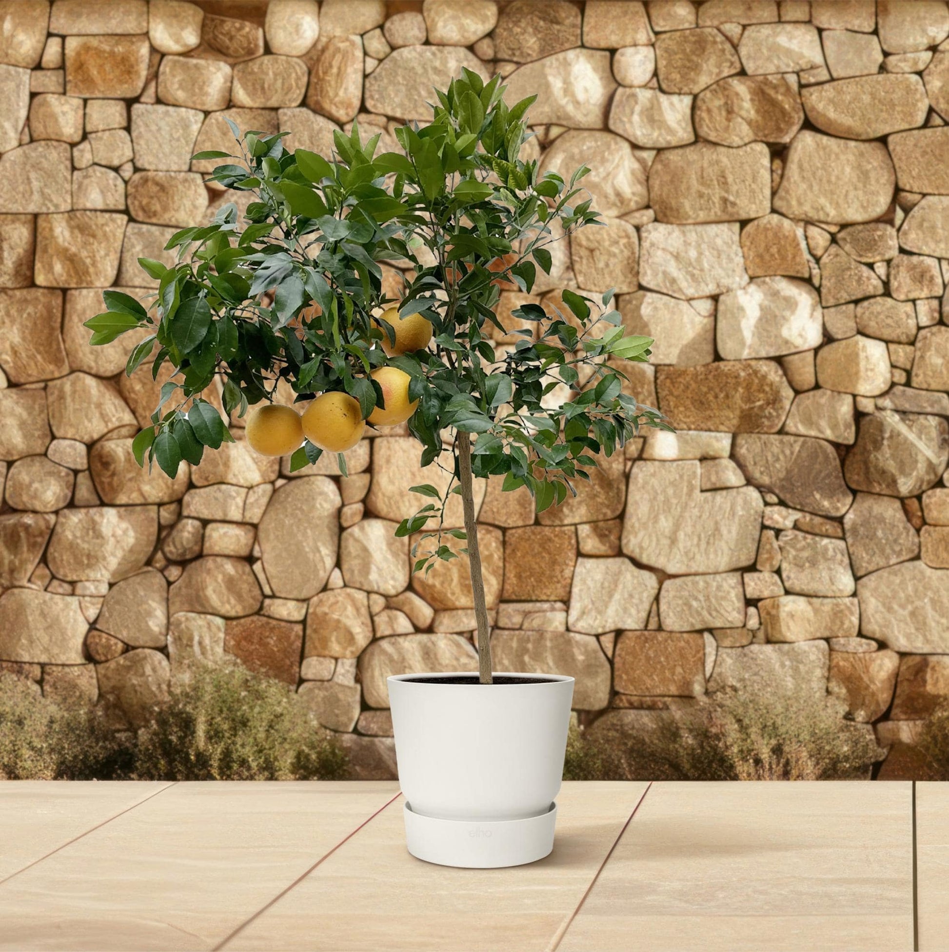 Citrus Pompelmo – 150 cm – Ø40 - Botanic-Vibes