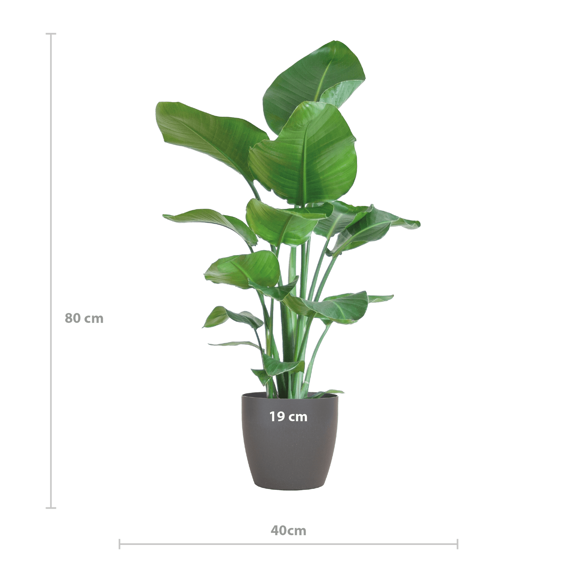 Strelitzia Nicolai mit Viber-Topf Grau – 80 cm – Ø21 - Botanic-Vibes