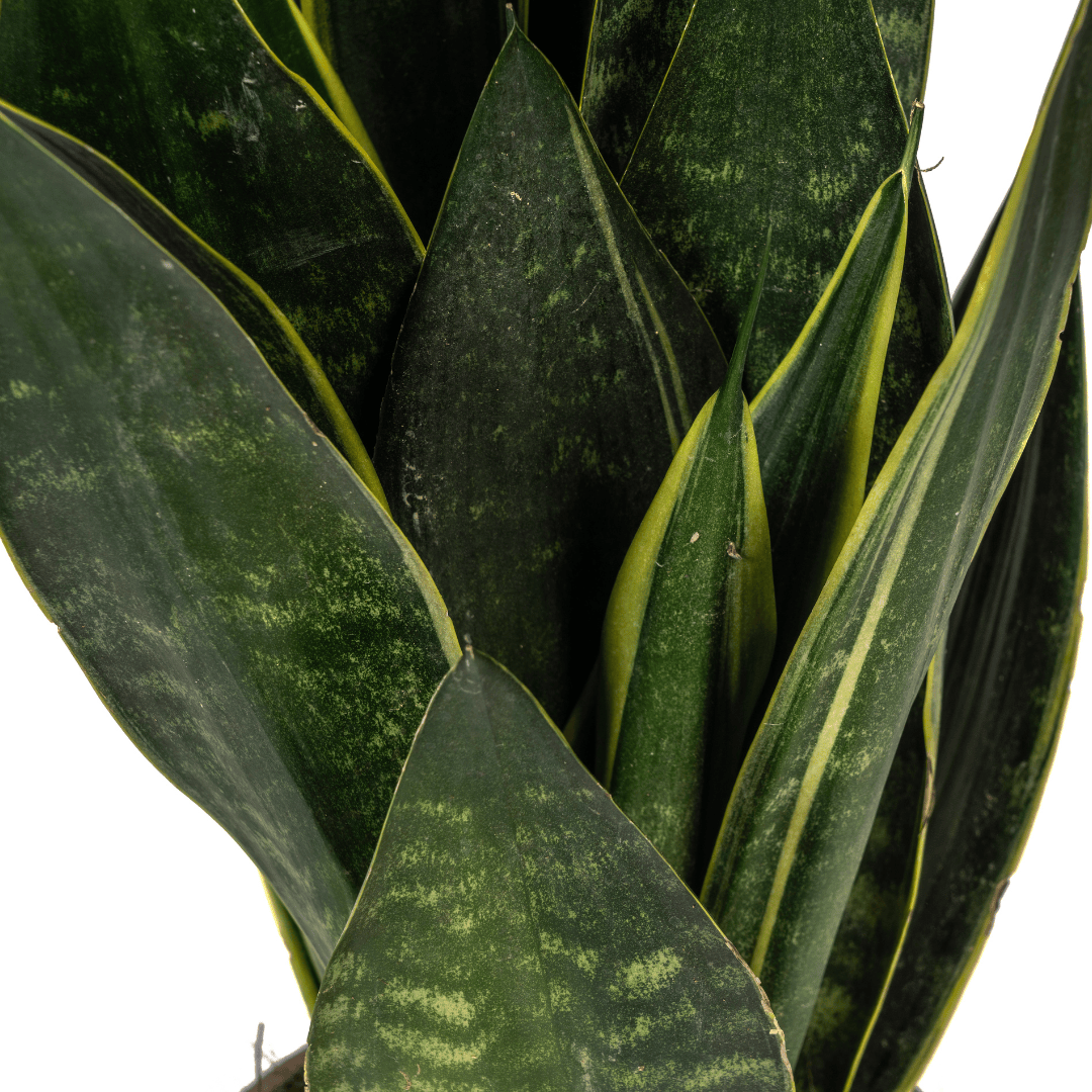 Sansevieria Trifasciata Futura Black Ø17cm - ↕45 - 55cm - Botanic-Vibes