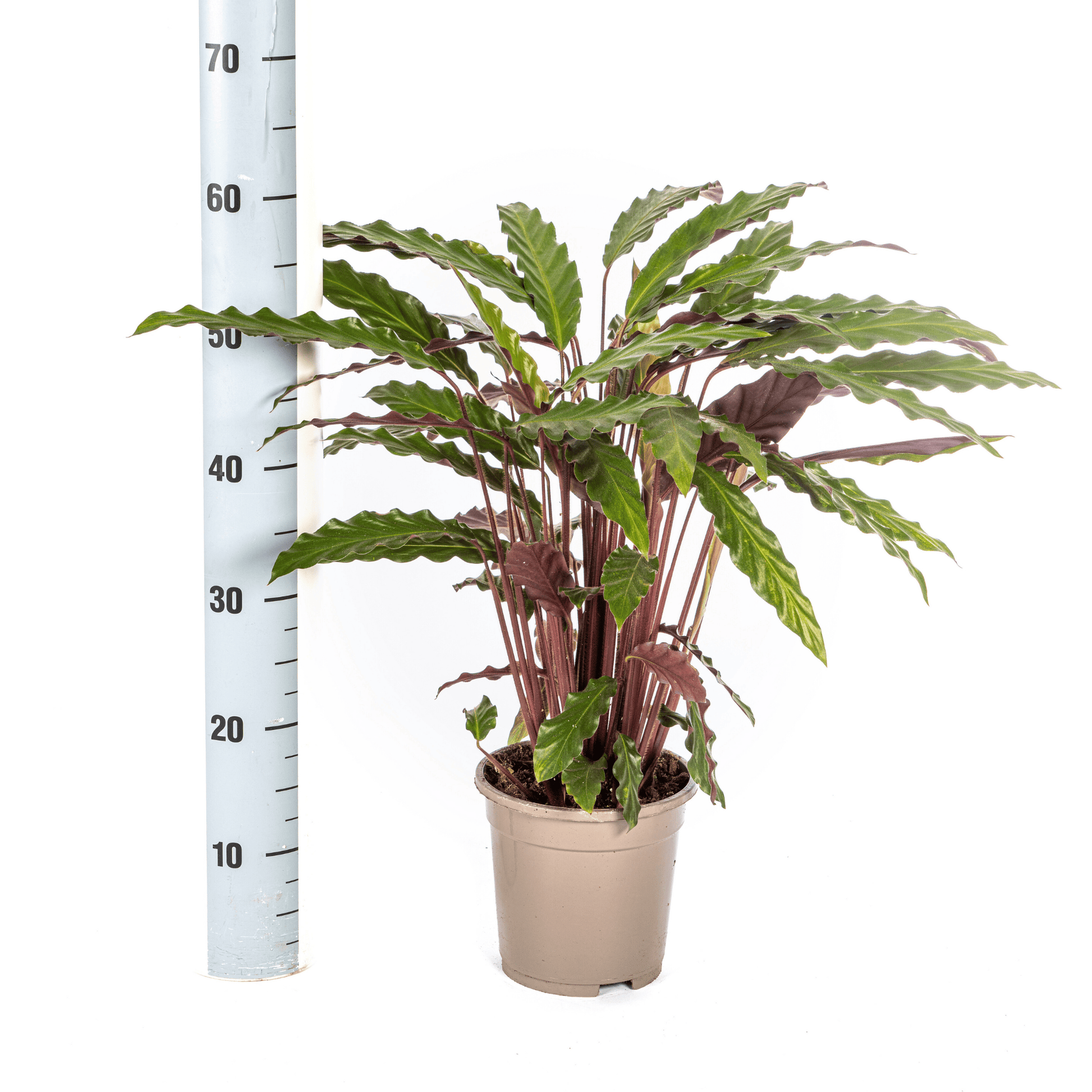 Calathea Rufibarba Ø17cm - ↕40 - 50cm - Botanic-Vibes