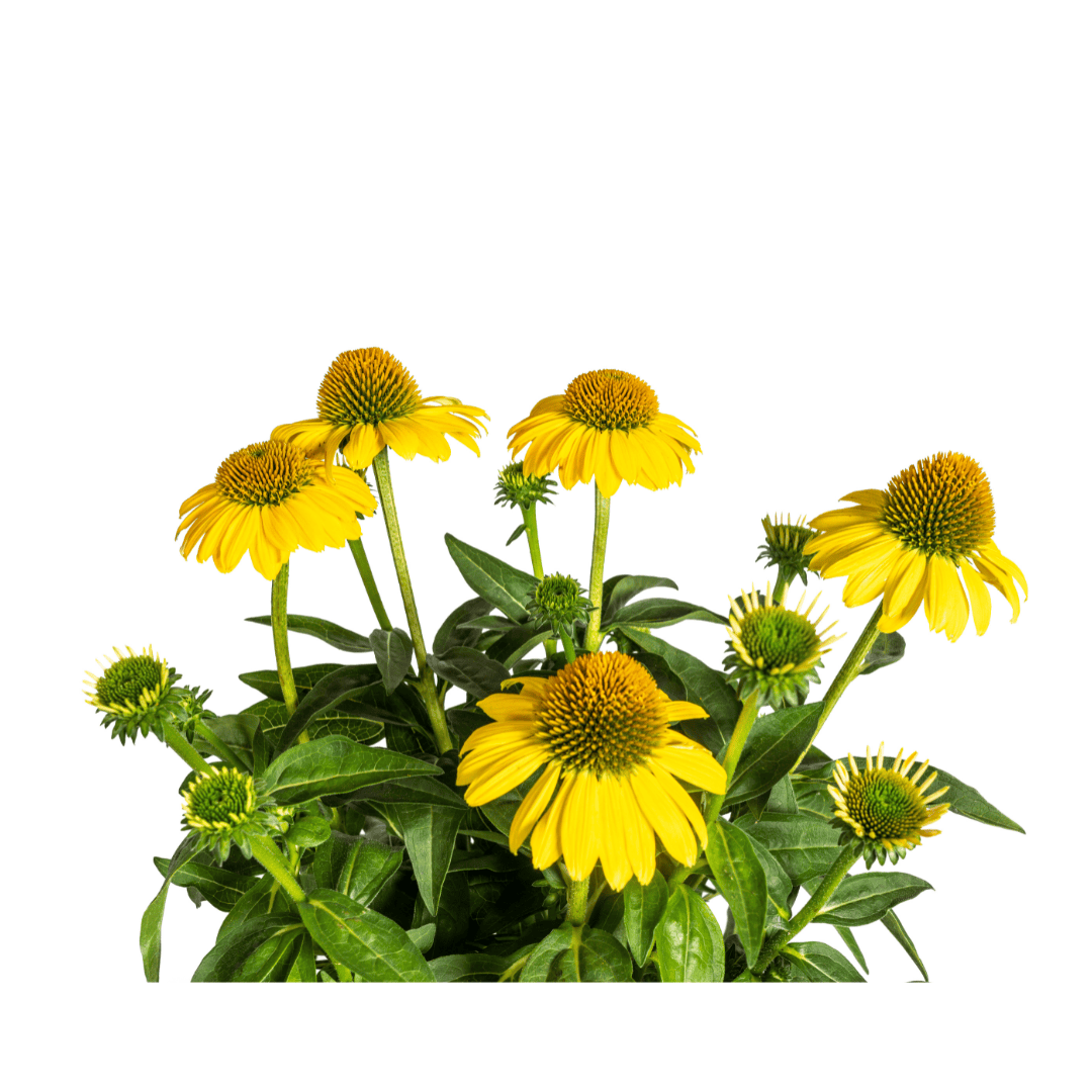 Echinacea purpurea Yellow Ø19cm - ↕60 - 70cm - Botanic-Vibes