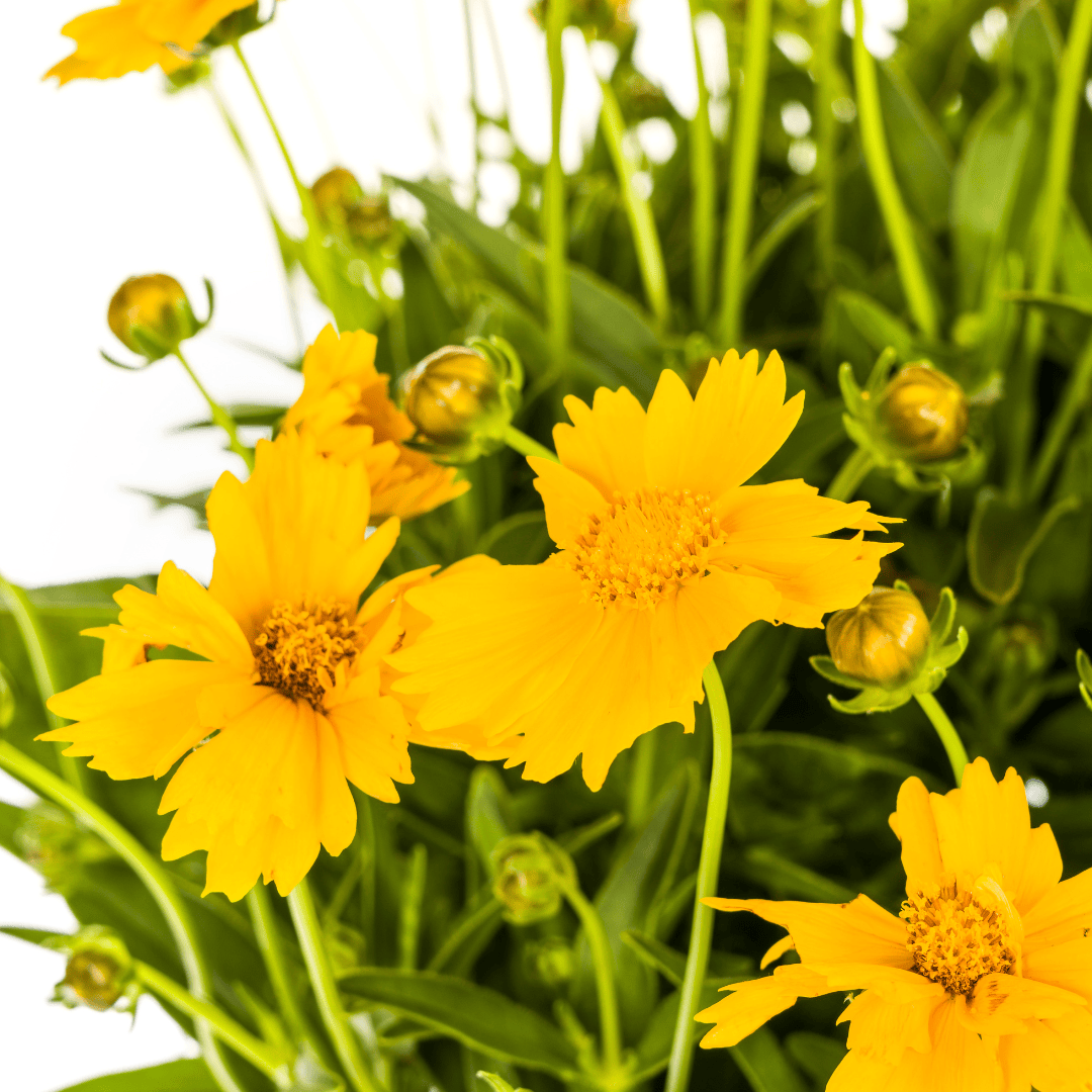 Coreopsis grandiflora Ø19cm - ↕50 - 60cm - Botanic-Vibes
