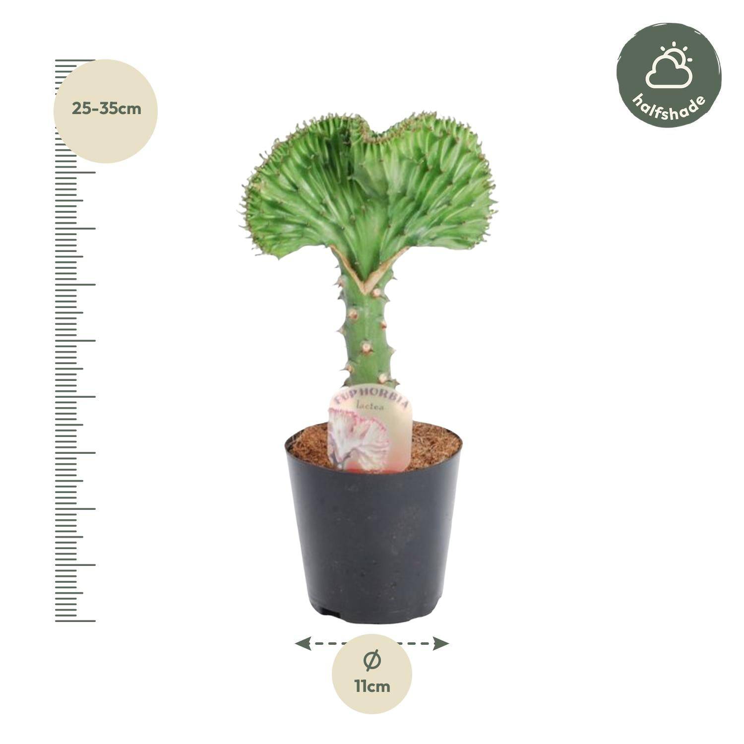 Euphorbia lactea cristata grün – 30 cm – Ø10,5 - Botanic-Vibes