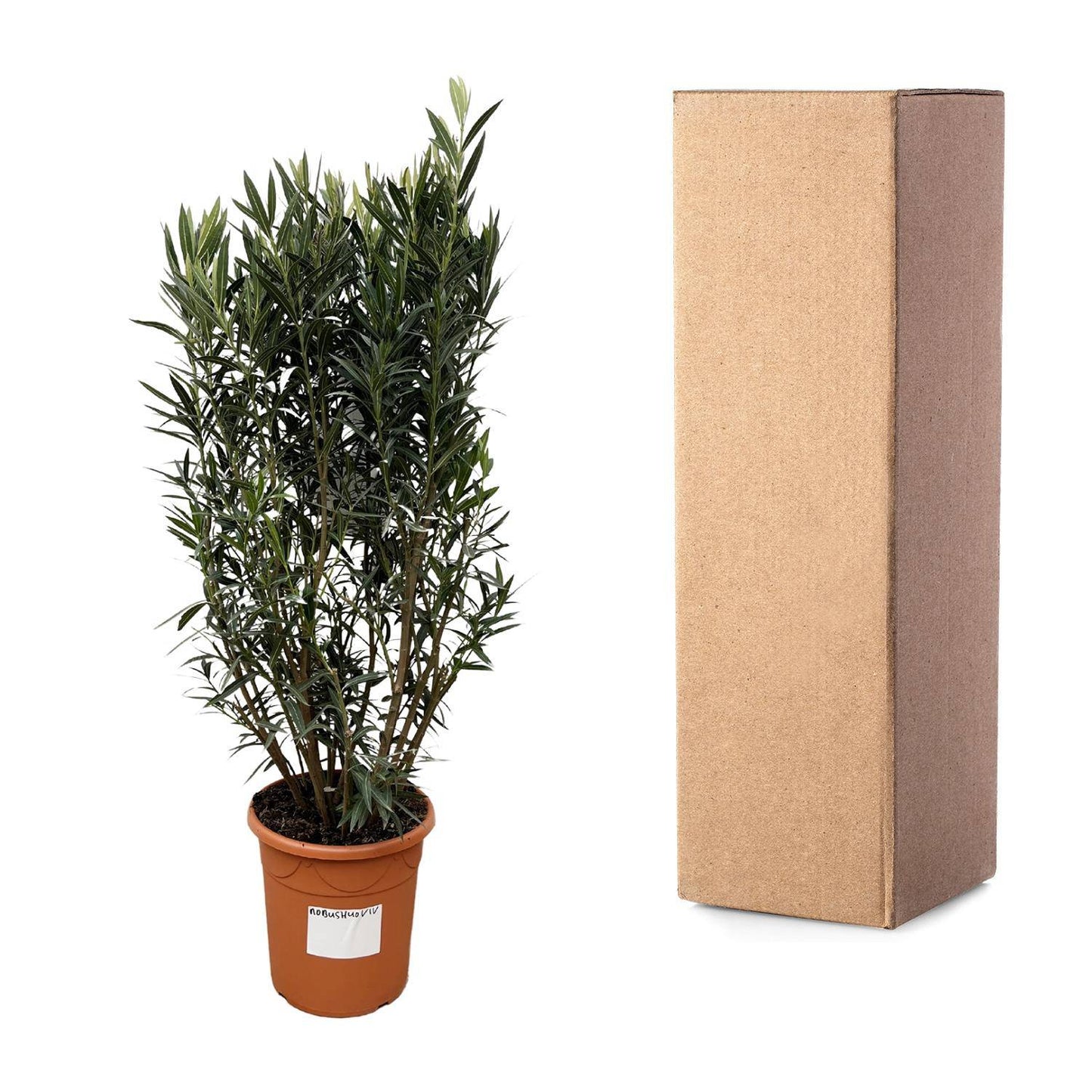 Nerium oleander Strauch – 180 cm – Ø40 - Botanic-Vibes