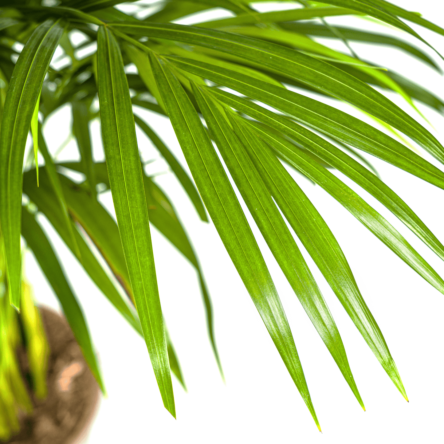 Dypsis Areca Lutescens Ø21cm - ↕100 - 120cm - Botanic-Vibes