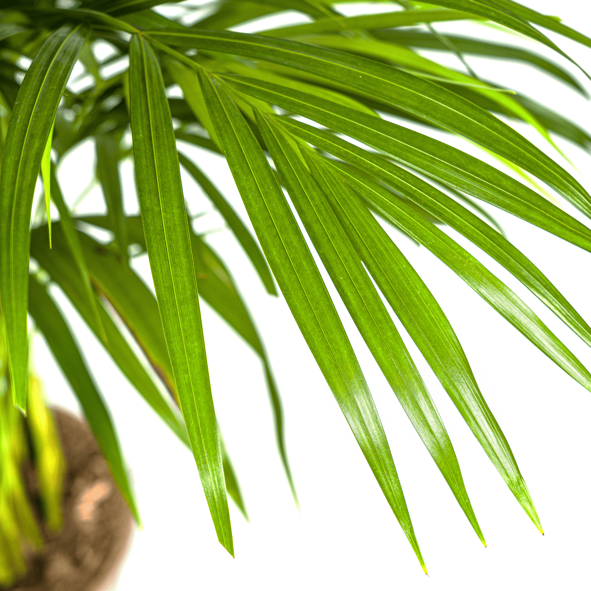 Dypsis Areca Lutescens Ø21cm - ↕100 - 120cm - Botanic-Vibes